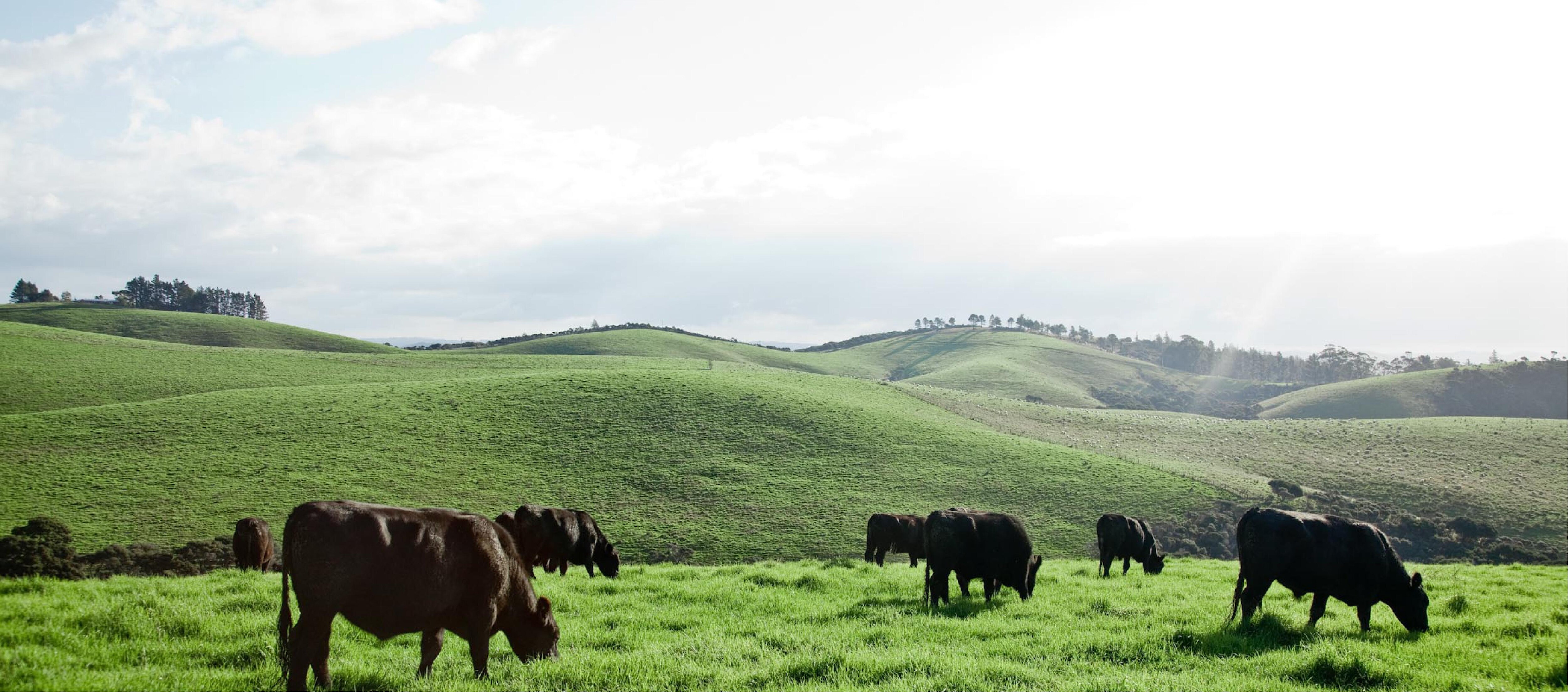 Silver Fern Farms Angus Beef